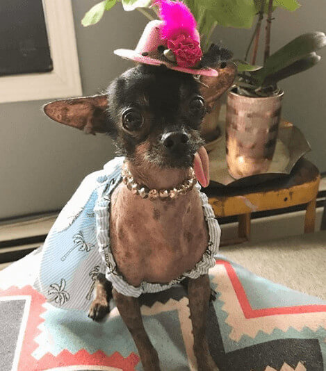 Mamrie Hart Pet